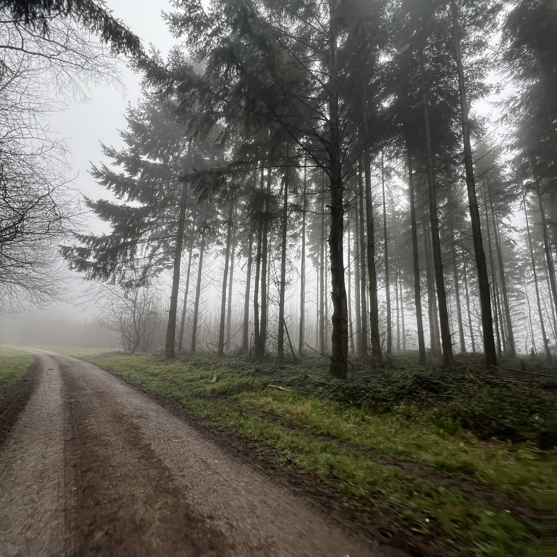 A misty forest road lined with tall evergreen trees and green undergrowth, fading into fog on the horizon.